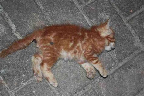 貓死掉如何處理 睡蓮